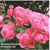 Rose 'Queen Elizabeth' Floribunda - Bare Root Flowering Shrub (1, 2 or 3 Plants)