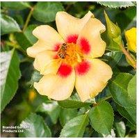 Rose 'Eye of the Tiger' - Compact Flowering Shrub or Patio Climber (Bare Root)