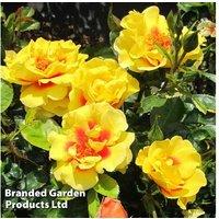 Climbing Rose 'Peter's Persica' - Flowering Climber, 2.7m, Bare Root