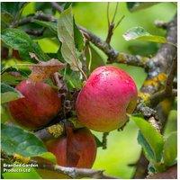 Apple Duo Family Fruit Tree - Golden Delicious & Elstar, Compact Grafted Variety