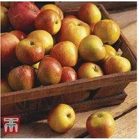 Apple Tree - Cox's Orange Pippin - Heritage Dessert Variety - 12L Pot