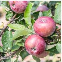 Apple Spartan Tree - Sweet Dessert Variety, Late Harvest, 12L Pot