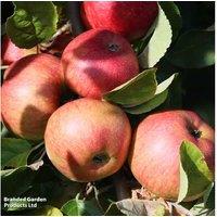Apple 'Scrumptious' Self-Fertile Fruit Tree in 12L Pot - Frost-Resistant, September Harvest