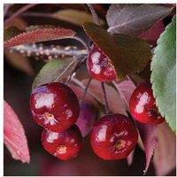 Crab Apple 'Royalty' Tree - Compact, Ornamental, Wildlife-Friendly
