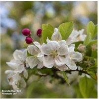 Crab Apple 'Evereste' Flowering Tree - RHS Award Winner, 7m Mature Height