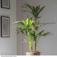 Large Kentia Palm Houseplant - Elegant Evergreen, Air-Purifying, 250cm