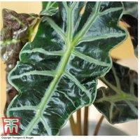 Alocasia Amazonica Houseplant - Dramatic Evergreen Foliage, Up to 1m