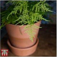 Lace Fern Asparagus Houseplant - Lush Indoor Fern, 1m Height