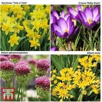 200 Mixed Spring Flowering Bulbs - Allium, Narcissus, Crocus Collection