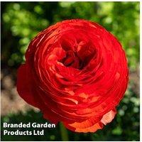 Ranunculus 'Red' Flowering Bulbs - 10 or 20 Pack for Vibrant Spring Colour