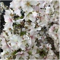 Ornamental Flowering Cherry Trees - Fuji Cherry, RHS Award, 250cm