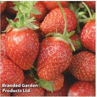 Strawberry 'Pegasus' Bare Root Fruit Plants - RHS Award Winner, Mid-Season, Disease Resistant (5 or 10 Pack)