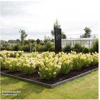 Hydrangea paniculata 'Living Pink & Rose' - Flowering Shrub, Colour-Changing Blooms, 9cm Pots (Up to 3 Plants)