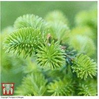 Korean Fir Tree (Abies koreana) - Evergreen, Violet Cones, Bare Root
