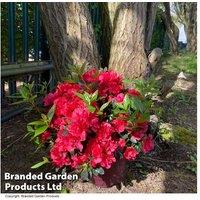 Rhododendron Encore Autumn Fire Shrub - Semi-Evergreen, Repeat-Flowering, 9cm Pots