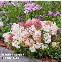 Hydrangea Groundbreaker Blush - Compact Flowering Shrub, 30-40cm, White-Pink Blooms