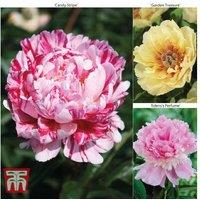 Peony 'Trio' Collection - Fragrant Perennial Flowering Plants