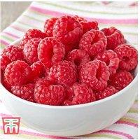 Raspberry Glen Ample Bare Root Canes - High-Yielding, Spine-Free Fruit Plants