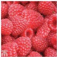 Raspberry 'Autumn Bliss' Bare Root Fruit Plants - 6 or 12 Pack