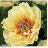 Peony 'Garden Treasure' Perennial Flowering Plant - Rare Hybrid, Fragrant, Long-Lived