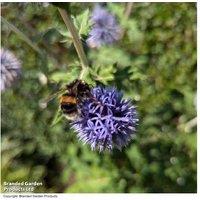 Echinops Ritro Globe Thistle Perennial - Electric Blue, RHS Awarded