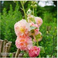 Hollyhock 'Chater's Double Mixed' - Flowering Perennial, 2m Tall