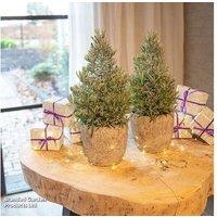 Lavandula angustifolia Indoor Christmas Tree - Fragrant Perennial Gift