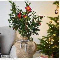 Camellia 'Yuletide' Hardy Evergreen Flowering Shrub - Gift Plant