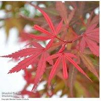 Acer palmatum 'Shaina' Japanese Maple Tree - Compact, Ornamental, Deciduous