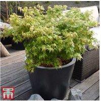 Acer palmatum 'Little Princess' Japanese Maple - Compact Ornamental Tree