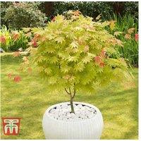 Acer shirasawanum 'Moonrise' Japanese Maple Tree - Architectural, Colour-Changing Foliage