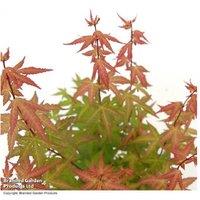 Acer palmatum 'Redwine' Japanese Maple Tree - Hardy Ornamental