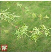 Acer Palmatum 'Emerald Lace' Japanese Maple Tree - Finely Dissected Foliage