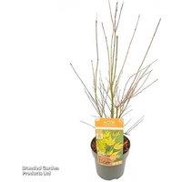 Acer palmatum 'Orange Lace' Japanese Maple Tree - Deciduous, Lacy Foliage