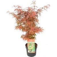 Acer palmatum 'Jerre Schwartz' Japanese Maple - Compact Ornamental Tree