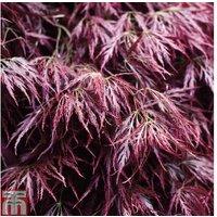 Acer palmatum 'Garnet' Japanese Maple Tree - Deciduous Shrub