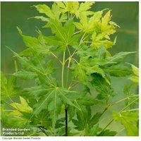 Acer Palmatum 'Going Green' Japanese Maple Tree - Deciduous Foliage, Year-Round Colour
