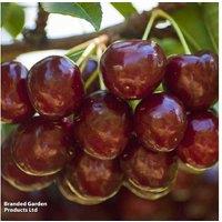 Cherry 'Sunburst' Fruit Tree - Self-Fertile, High Yield, Ornamental
