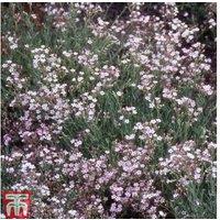 Gypsophila repens 'Rosea' - Flowering Perennial Ground Cover (3 or 6 Plants)