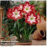Amaryllis Flowering Bulb Collection - Trio or Six-Pack, Easy-Care Perennial