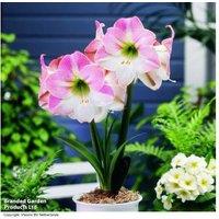 Amaryllis 'Apple Blossom' Flowering Bulbs - Giant White & Pink Blooms