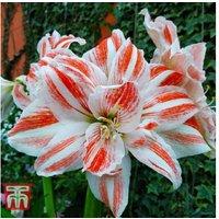 Amaryllis Dancing Queen - Double Flowering Indoor Bulb, 45cm Tall