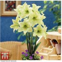Amaryllis 'Lemon Star' - Indoor Flowering Bulb, Creamy Yellow Blooms, 45cm Tall