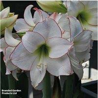 Amaryllis 'Picotee' Flowering Indoor Bulb - Striking Red-Edged Blooms, 45cm Tall