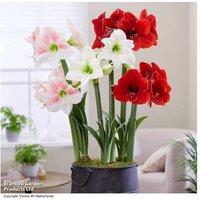 Amaryllis Mix Flowering Bulbs - 3 Pack, Vibrant Indoor or Patio Blooms