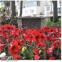 Amaryllis 'Tabasco' - Flowering Perennial Bulb, Striking Red Blooms
