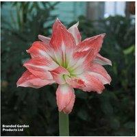 Amaryllis 'Giant Amadeus' - Flowering Indoor Bulb, Large Blooms
