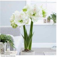 Amaryllis 'White Amadeus' - Double Flowering Hardy Perennial Bulb
