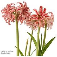Amaryllis 'Doublet' Flowering Bulb - Striking Red & White Blooms
