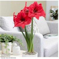 Amaryllis 'Pleasure' - Hardy Flowering Perennial Bulb with Deep Pink Blooms